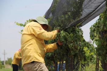Produce viñedo de Gobierno del Estado uva syrah y cabernet sauvignon